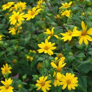 Helianthus divaricatus