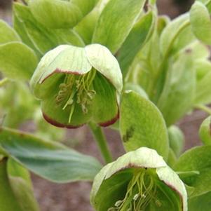 Helleborus foetidus