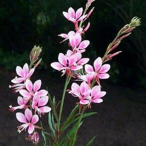 Gaura Blushing Butterflies™