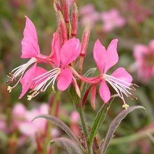 Gaura lindheimeri 'Crimson Butterflies'