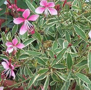 Gaura lindheimeri 'Colso'