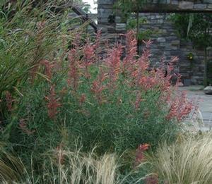 Agastache rupestris