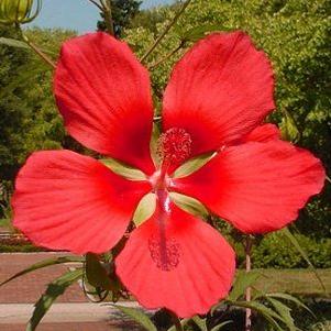 Hibiscus coccineus
