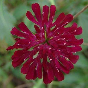 Knautia macedonica 'Mars Midget'