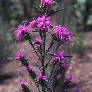 Liatris squarrosa