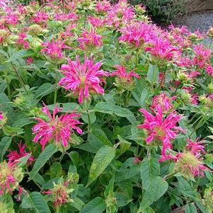 Monarda 'Coral Reef'