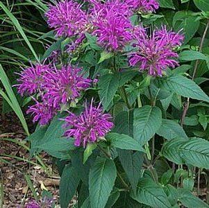 Monarda 'Dark Ponticum'