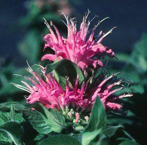 Monarda x 'Petite Wonder'