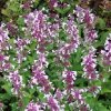 Nepeta x 'Dawn to Dusk'