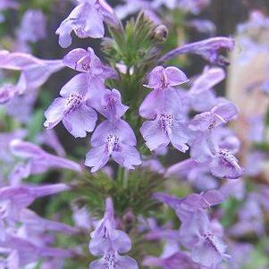 Nepeta x faassenii 'Dropmore'