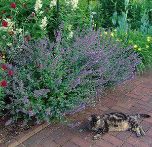 Nepeta sibirica 'Souvenir D'Andre Chaudron'