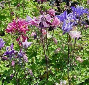 Aquilegia x 'Biedermeier'