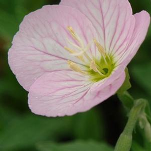 Siskiyou evening primrose