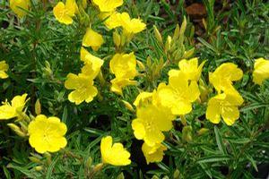 Cold Crick sundrops