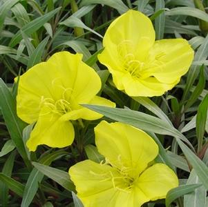 Oenothera fremontii 'Lemon Silver'