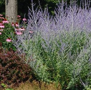 Perovskia atriplicifolia 'Superba'