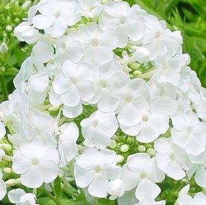 Wedding Phlox