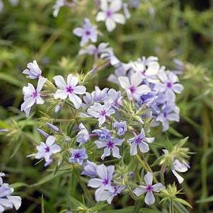 Phlox x 'Chattahoochee'