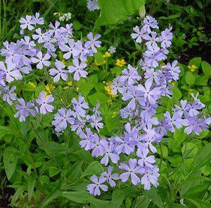 Wild Sweet William