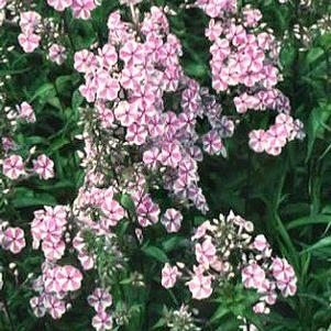 Phlox maculata 'Natascha'
