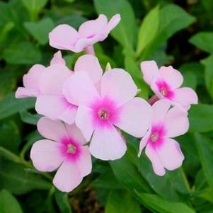 Phlox paniculata 'Bright Eyes'