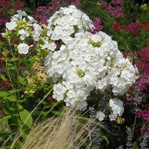 Phlox paniculata 'David'