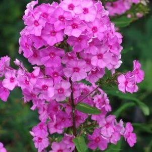 Phlox paniculata 'Eva Cullum'