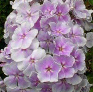 Garden Phlox