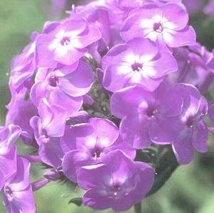 Phlox paniculata 'Katherine'