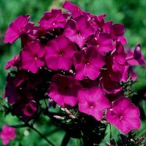 Phlox paniculata 'Nicky'