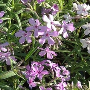 Phlox pilosa