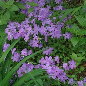 Phlox stolonifera 'Blue Ridge'