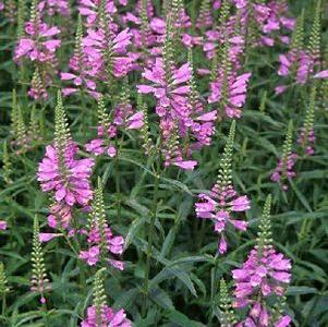 Physostegia virginiana 'Vivid'