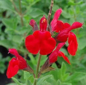 Salvia greggii 'Maraschino'