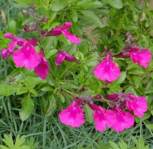 Salvia microphylla 'Wild Watermelon'