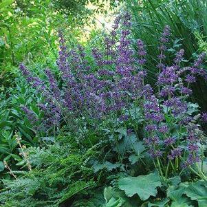 Salvia verticillata 'Purple Rain'