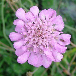 Scabiosa x 'Pink Mist'