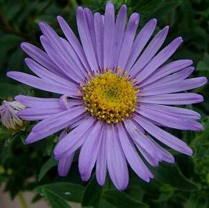 Aster x frikartii 'Mönch'