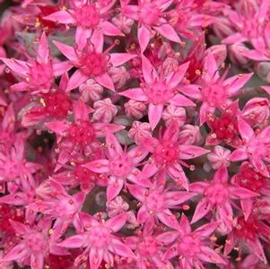 Sedum 'Bertram Anderson'