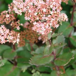 Sedum 'Matrona'