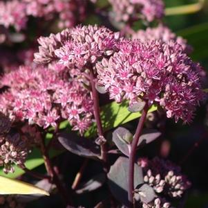 Sedum 'Vera Jamison'