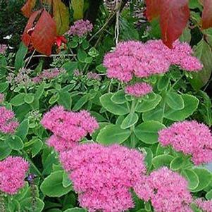 Sedum spectabile 'Brilliant'
