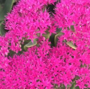 Sedum spectabile 'Neon'