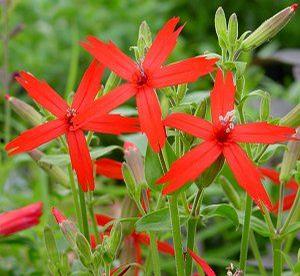 Silene virginica