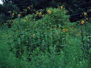 Silphium trifoliatum