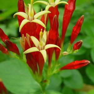 Spigelia marilandica
