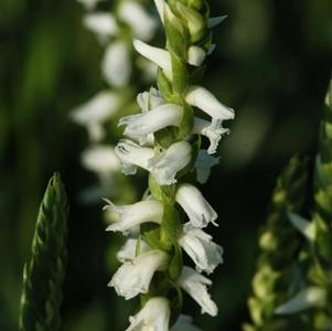Spiranthes cernua var. odorata 'Chadds Ford'