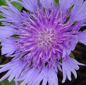 Stokesia laevis 'Blue Danube'