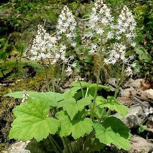Tiarella cordifolia var. collina (wherryi)