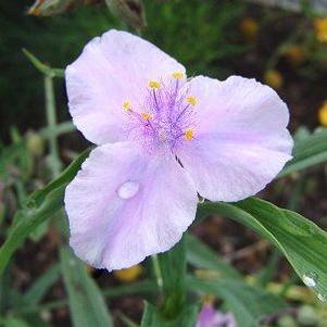 Tradescantia 'Bilberry Ice'